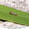 erebia iranica larva1